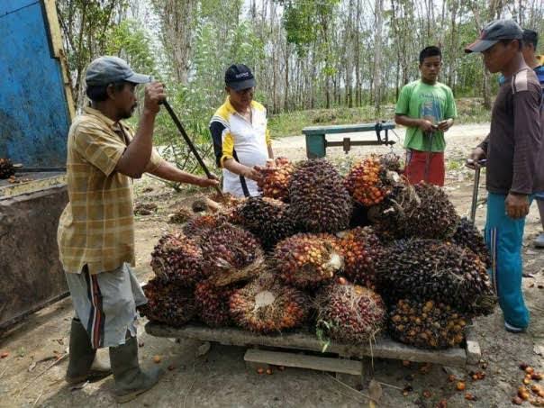 Harga TBS sawit plasma Riau naik lagi (foto/int)